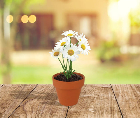 Bulk Daisy Planting Kit With 20 Genuine Terracotta 5cm Pots, Soil Pellets, And Seed Packets For Easy Planting on a wooden table