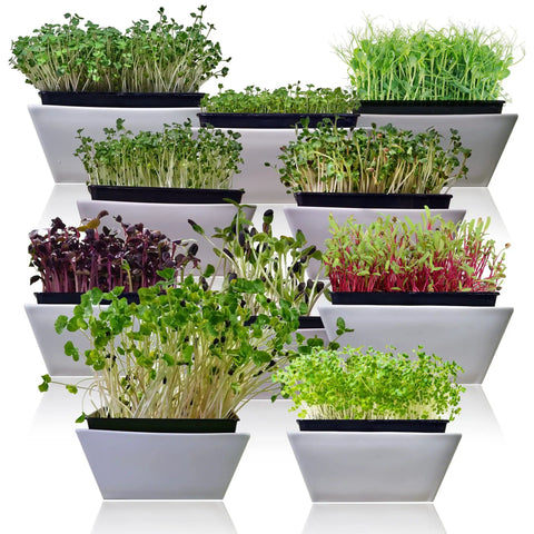Indoor Microgreen Seeds Variety Pack With 10 Heirloom Types For Easy At Home Sprouting In 7 To 14 Days Broccoli Pea Sunflower Radish