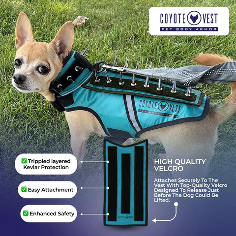 Small dog wearing Protective Pup Pad For CoyoteVest Or SpikeVest Harness Add On Stab Resistant Shield, turquoise with spikes.