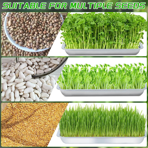 Six Pack Stainless Steel Seed Starter Trays for Germination seedlings including beans, broccoli, and wheatgrass with diverse seeds