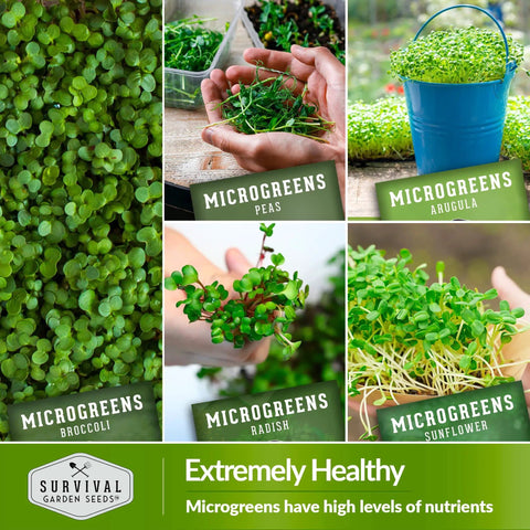 Collage of different microgreens: broccoli, peas, arugula, radish, sunflower from Indoor Microgreen Seeds Variety Pack With 10 Heirloom Types For Easy At Home Sprouting In 7 To 14 Days Broccoli Pea Sunflower Radish Kale Arugula And More Non GMO High Germination For Fresh Salads Smoothies And Sandwiches