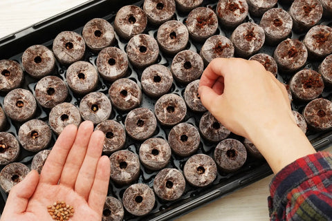 Hand planting seeds in 72 Coconut Coir Seed Starter Pellets Kit With Humidity Dome And Watertight Tray 35mm Peat Free Pellets
