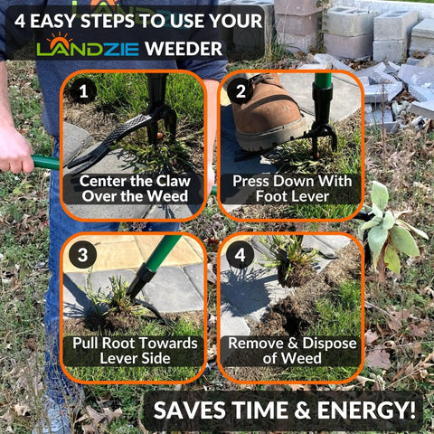 Guide on using Stand Up Weeder Tool With 55 Inch Steel Long Handle For Easy Root Removal In Lawns And Gardens, Claw And Lever Mechanism.