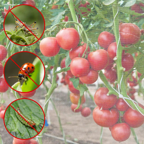 Tomatoes protected by Two Pack 10 By 33 Feet Backyard Garden Netting Ultra Fine Mesh That Keeps Birds and Bugs Out While Shielding Vegetables