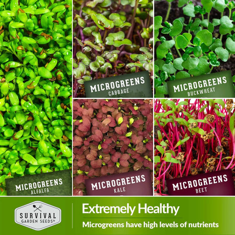 Indoor Microgreen Seeds Variety Pack With 10 Heirloom Types featuring alfalfa, cabbage, buckwheat, kale, and beet microgreens.