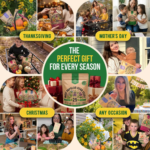 Herb Seeds Variety Pack With 11,700 Non GMO Heirloom Seeds For Indoor Outdoor Gardening In Individual Packets gifts for various occasions