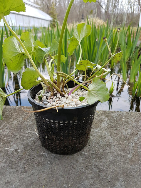5 Inch Round Water Garden Plant Basket Set 3 Pack For Pond Plants, Mesh Slotted Plastic Pots beside pond